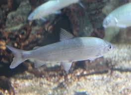 Image result for Coregonus oxyrinchus