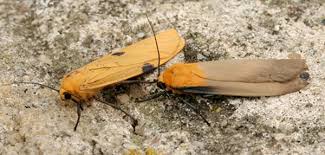 Attēlu rezultāti vaicājumam “Lithosia quadra male”