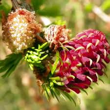 Attēlu rezultāti vaicājumam “Larix kaempferi female flower”