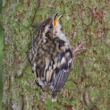 Attēlu rezultāti vaicājumam “Certhia familiaris adult”