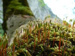 Attēlu rezultāti vaicājumam “Campylophyllum calcareum”