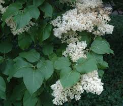 Attēlu rezultāti vaicājumam “Syringa reticulata subsp. amurensis flower”