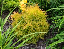Attēlu rezultāti vaicājumam “Thuja occidentalis leaf”