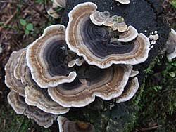 Attēlu rezultāti vaicājumam “Trametes suaveolens”