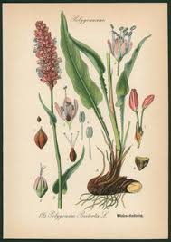 Attēlu rezultāti vaicājumam “Bistorta major leaf”