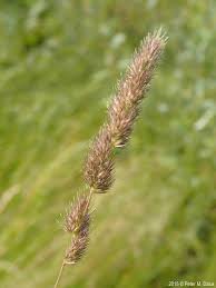 Attēlu rezultāti vaicājumam “Grimmia muehlenbeckii sporophyte”