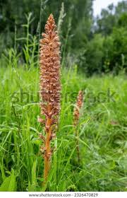 Attēlu rezultāti vaicājumam “Orobanche elatior flower”