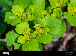 Attēlu rezultāti vaicājumam “Chrysosplenium alternifolium flower”