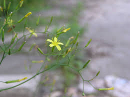Attēlu rezultāti vaicājumam “Mycelis muralis flower”