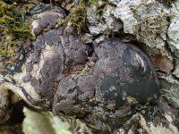 Attēlu rezultāti vaicājumam “Hypoxylon vogesiacum”