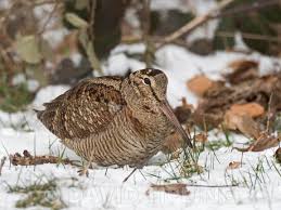 Attēlu rezultāti vaicājumam “Scolopax rusticola”