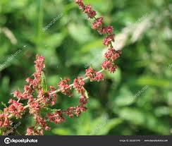 Attēlu rezultāti vaicājumam “Rumex obtusifolius flower”