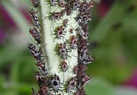 Attēlu rezultāti vaicājumam “Macrosiphoniella absinthii”