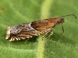 Attēlu rezultāti vaicājumam “Ancylis myrtillana”