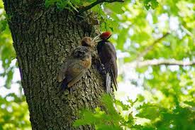 Attēlu rezultāti vaicājumam “Dryocopus martius nest”