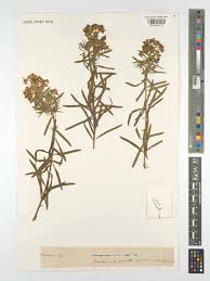 Attēlu rezultāti vaicājumam “Euphorbia virgata leaf”