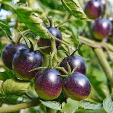 Afbeeldingsresultaat voor 1884 purple tomato