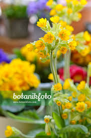 Attēlu rezultāti vaicājumam “Primula veris”