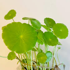 Attēlu rezultāti vaicājumam “Hydrocotyle vulgaris flower”