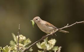 Attēlu rezultāti vaicājumam “Sylvia communis”