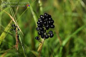 Image result for Christophskraut