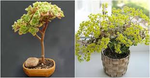 Image result for Aichryson