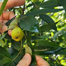Attēlu rezultāti vaicājumam “Carya cordiformis”