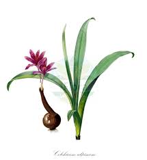 Attēlu rezultāti vaicājumam “Colchicaceae”