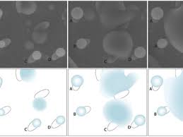 Attēlu rezultāti vaicājumam “Didymium bahiense spores”