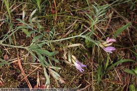 Attēlu rezultāti vaicājumam “Astragalus arenarius”