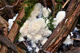 Attēlu rezultāti vaicājumam “Fuligo cinerea”