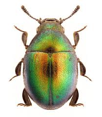 Attēlu rezultāti vaicājumam “Byrrhidae”