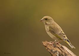 Attēlu rezultāti vaicājumam “Chloris chloris”