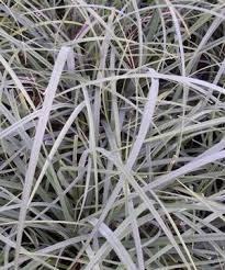 Attēlu rezultāti vaicājumam “Carex nigra”