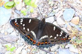 Attēlu rezultāti vaicājumam “Limenitis populi upperside”
