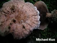 Attēlu rezultāti vaicājumam “Hydnellum sp.”