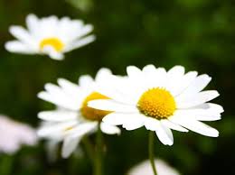 Attēlu rezultāti vaicājumam “Leucanthemum vulgare”