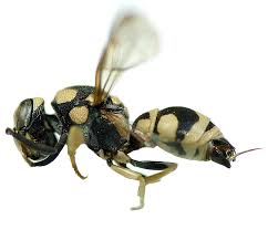 Attēlu rezultāti vaicājumam “Vespidae”