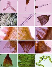 Attēlu rezultāti vaicājumam “Grimmia muehlenbeckii sporophyte”