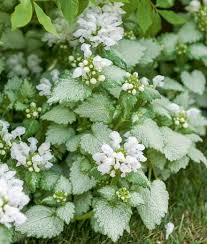 Attēlu rezultāti vaicājumam “Lamium maculatum flower”