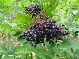 Attēlu rezultāti vaicājumam “Sambucus nigra fruit”