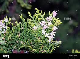 Attēlu rezultāti vaicājumam “Thuja occidentalis flower”