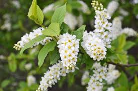 Attēlu rezultāti vaicājumam “Prunus (bird-cherry tree)”