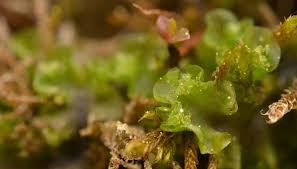 Attēlu rezultāti vaicājumam “Moerckia hibernica”