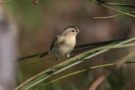 Image result for Phylloscopus ibericus