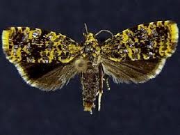 Attēlu rezultāti vaicājumam “Celypha siderana”