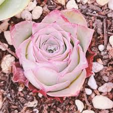 「花薔薇エルフ」の画像検索結果