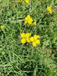 Image result for Diplotaxis tenuifolia