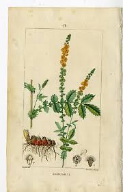 Attēlu rezultāti vaicājumam “Agrimonia eupatoria”