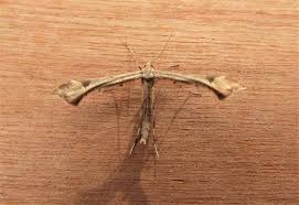 Attēlu rezultāti vaicājumam “Platyptilia gonodactyla”